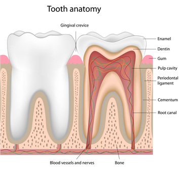 root canal chart